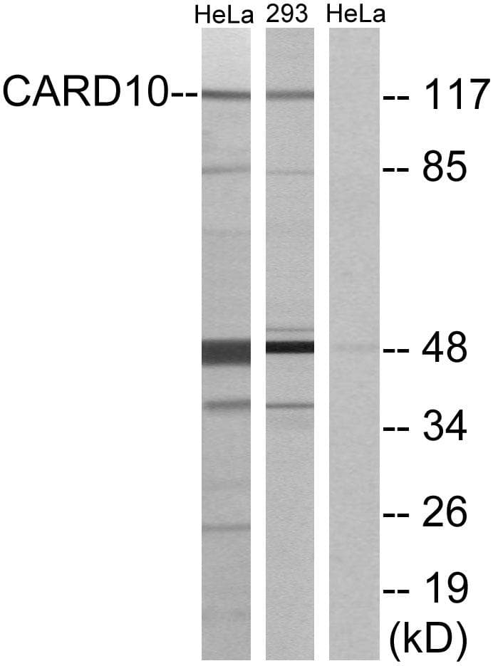 CARD10 / CARMA3 Antibody
