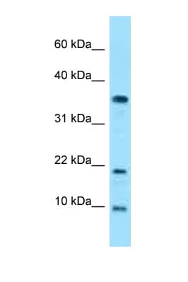 SNRPE Antibody (aa30-79)