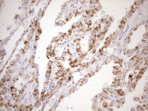 SDHB Antibody (clone OTI3F5, Carrier-free)