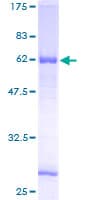 Human C9orf100 Protein (Recombinant GST)