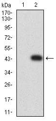 IHC-plus™ LILRB2 / ILT4 Antibody (clone 2G7E11)