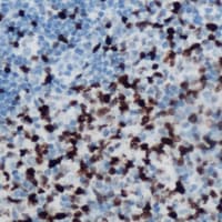 MSC / Musculin Antibody (C-Terminus)