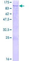 Human ELF2 / NERF Protein (Recombinant GST)