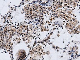 CBWD1 Antibody (clone OTI3F9)