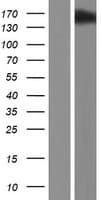 RRP12 Protein (Over-Expression Lysate Myc-DDK (Flag))