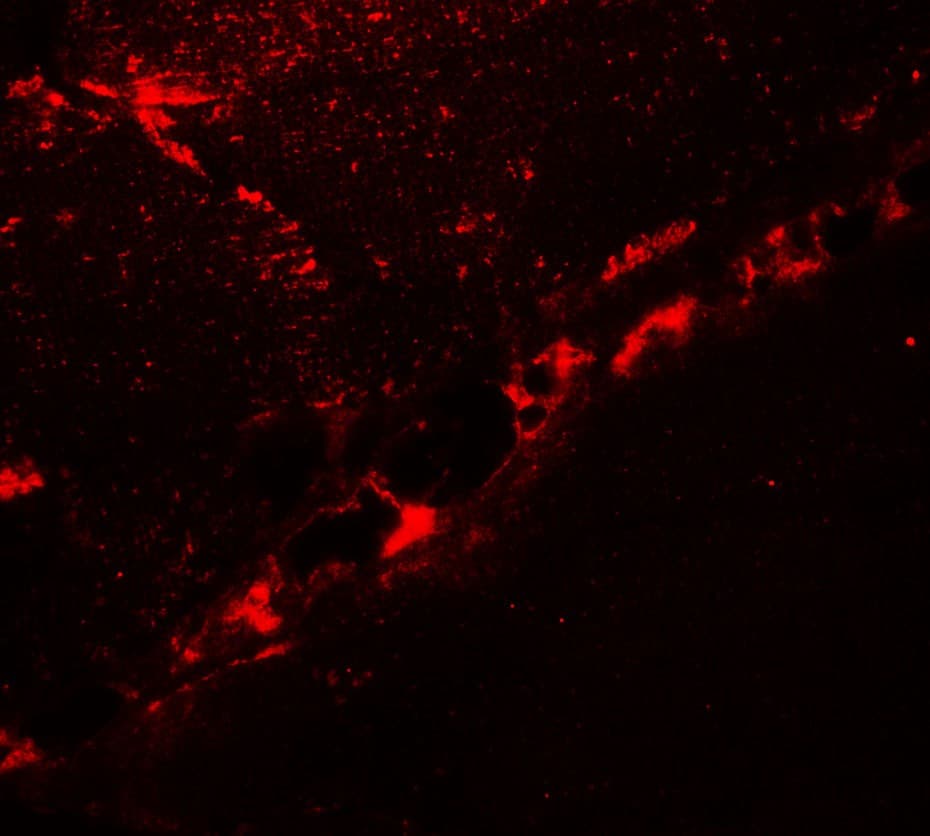 DCANP1 Antibody