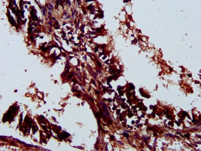 LILRA3 / CD85e Antibody