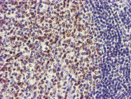 USP7 / HAUSP Antibody (clone OTI3C7, Carrier-free)