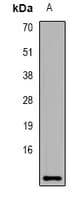 DCD / Dermcidin Antibody