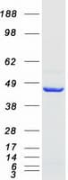 Human LANCL1 Protein (Recombinant Myc-DDK (Flag))