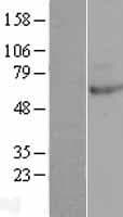 CLPB Protein (Over-Expression Lysate Myc-DDK (Flag))