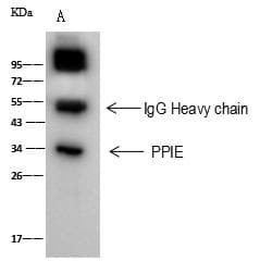 Polyclonal Rabbit anti-Human PPIE / Cyclophilin E Antibody (Preservative Free, WB)