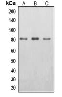 EPS8L2 Antibody (N-Terminus)