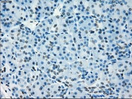 TSC501 / NAT8 Antibody (clone OTI5A8, Carrier-free)