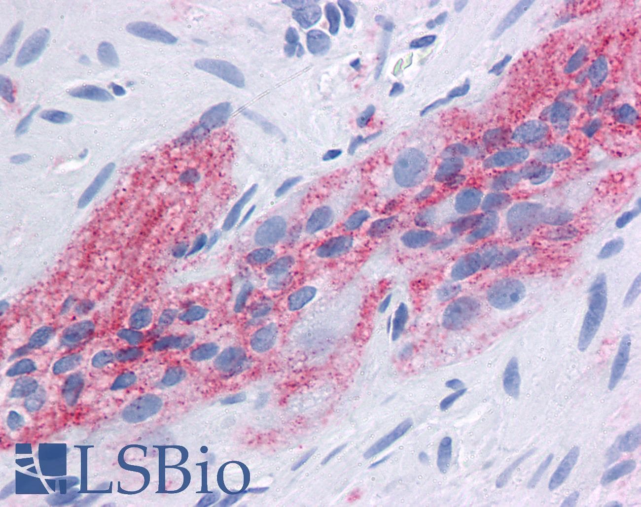 IHC-plus™ CD9 Antibody (clone SN4/C3-3A2)