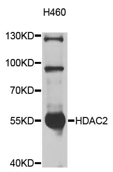 HDAC2 Antibody