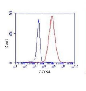 COXIV / COX4 Antibody (C-Terminus)