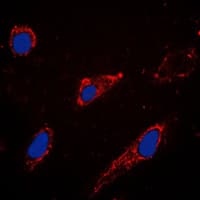 RAPGEF3 / EPAC Antibody (C-Terminus)