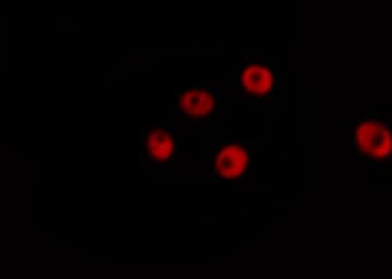 LMNA / Lamin A+C Antibody (phospho-Ser392)