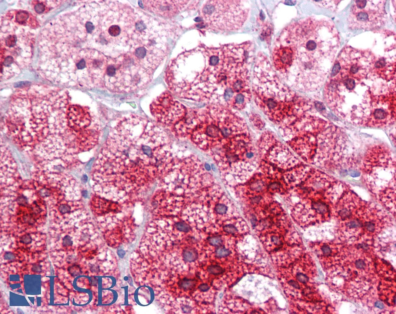 ARC / Arg3.1 Antibody (aa287-336)