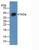 WNT3A Antibody (Cy3)