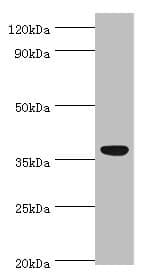 Polyclonal Rabbit anti-Human AIM / CD5L Antibody (aa20-347, WB)