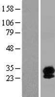 SYNGR4 / Synaptogyrin 4 Protein (Over-Expression Lysate Myc-DDK (Flag))