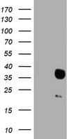 HES1 / HES-1 Antibody (clone OTI1F11)