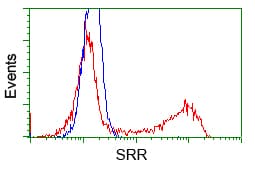 SRR / Serine Racemase Antibody (clone OTI3B5)