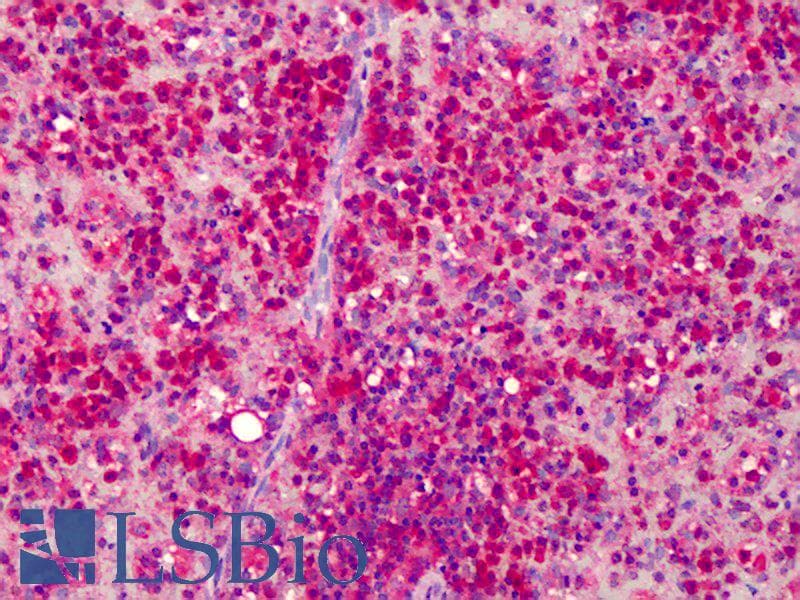 IHC-plus™ ACTB / Beta Actin Antibody (C-Terminus)