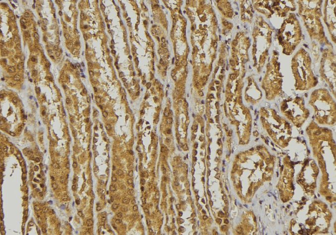 DEFA3 / Defensin Alpha 3 Antibody