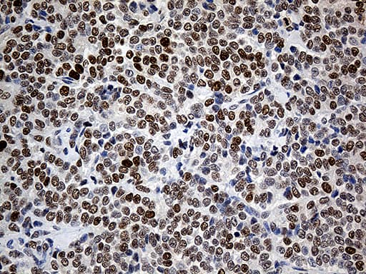 RFC3 Antibody (clone OTI1C7)