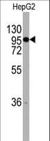 IHC-plus™ Chordin Antibody (aa926-955)