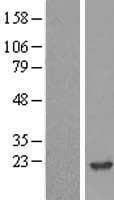 NME2 Protein (Over-Expression Lysate Myc-DDK (Flag))