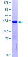 Human VPS29 Protein (Recombinant GST)