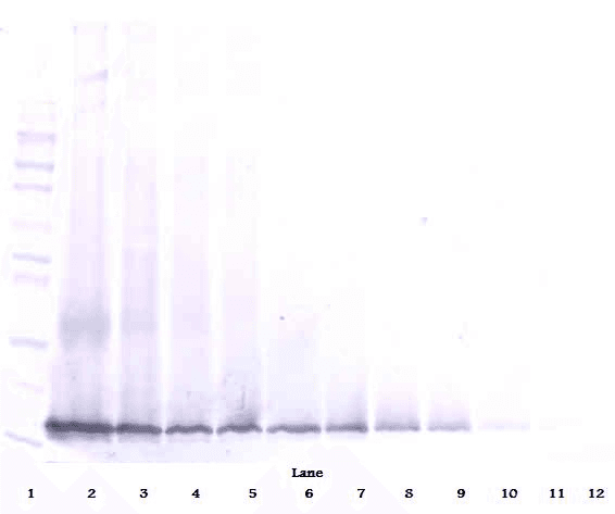 IHC-plus™ Polyclonal Rabbit anti-Human MDK / Midkine Antibody (IHC, WB)