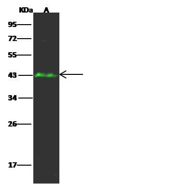 CNR2 / CB2 Antibody (Preservative Free)