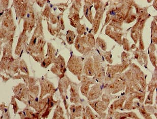 Polyclonal Rabbit anti-Human AUTL1 / ATG4C Antibody (IHC, IF)