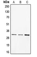 CD40 Antibody (C-Terminus)