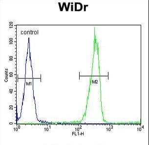 LGALS2 / Galectin 2 Antibody (aa85-111)