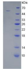 Mouse WNT10A Protein (Recombinant GST-His, N-terminus)