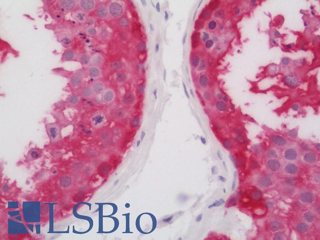 IHC-plus™ ASB9 Antibody