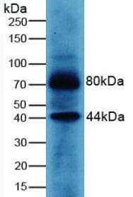 WNT3A Antibody (aa19-352)