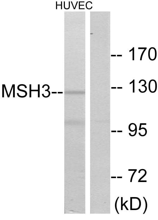 MSH3 Antibody
