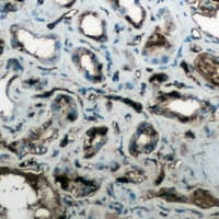 AQP4 / Aquaporin 4 Antibody (Internal)