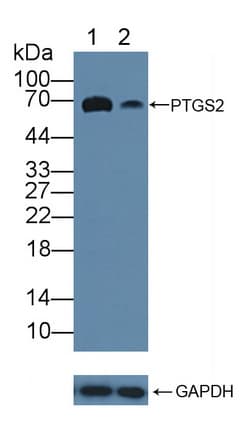 Polyclonal Rabbit anti-Human PTGS2 / COX2 / COX-2 Antibody (aa187-425, WB)