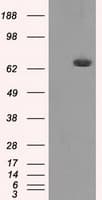 HDAC10 Antibody (clone OTI4D4, Carrier-free)