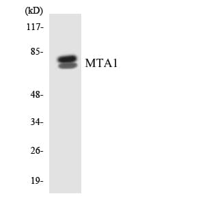 MTA1 Antibody (aa133-182)