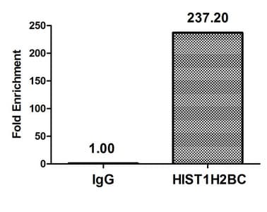 HIST1H2BN Antibody