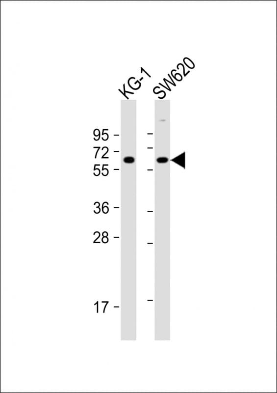 CHRM3 / M3 Antibody (Internal)